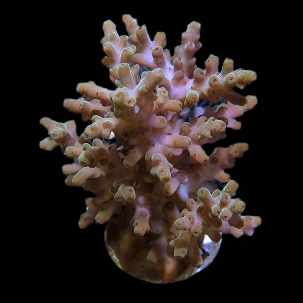 ORA® Aquacultured Rosaria Acropora Coral ORA® Aquacultured Rosaria Acropora Coral